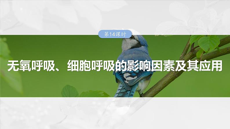 2025年高考生物一轮复习课件（新人教版） 第3单元　第14课时　无氧呼吸、细胞呼吸的影响因素及其应用第1页