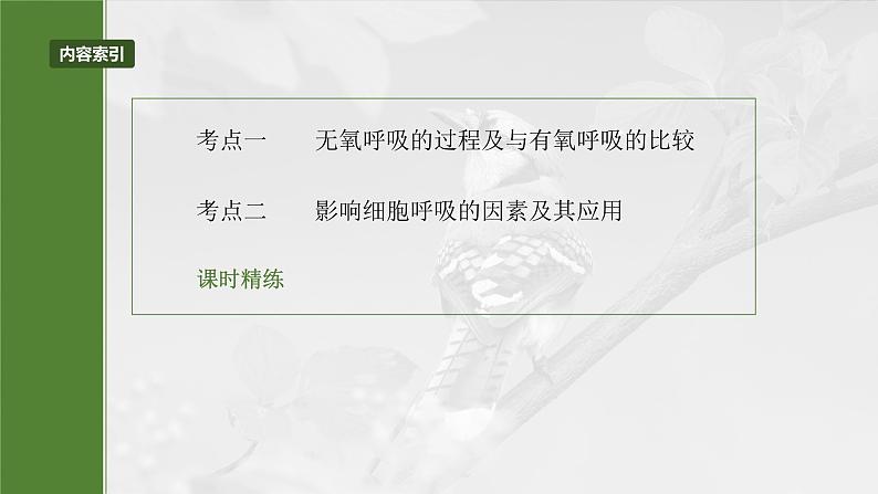 2025年高考生物一轮复习课件（新人教版） 第3单元　第14课时　无氧呼吸、细胞呼吸的影响因素及其应用第3页