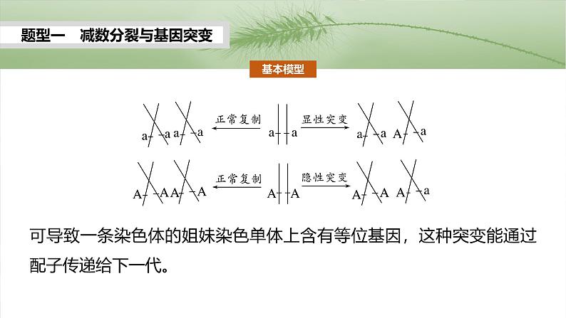 2025年高考生物一轮复习课件（新人教版） 第4单元　专题突破4　减数分裂与可遗传变异的关系第3页