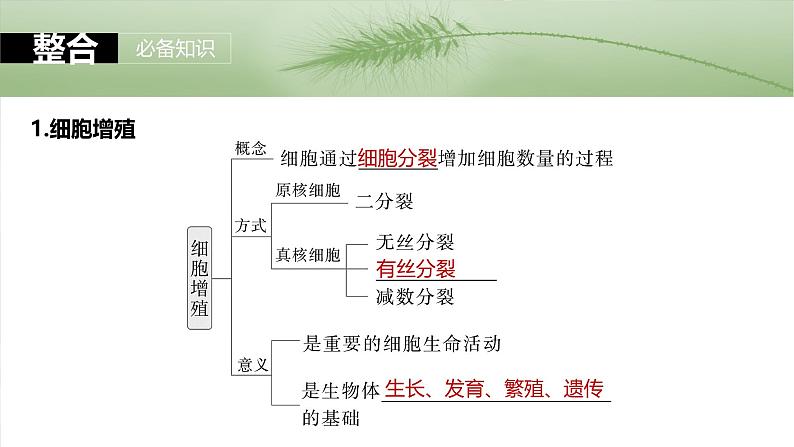 2025年高考生物一轮复习课件（新人教版） 第4单元　第19课时　细胞的增殖03