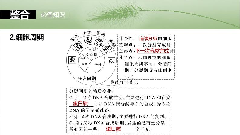 2025年高考生物一轮复习课件（新人教版） 第4单元　第19课时　细胞的增殖04