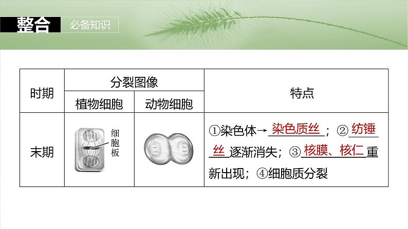 2025年高考生物一轮复习课件（新人教版） 第4单元　第19课时　细胞的增殖07