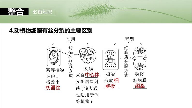 2025年高考生物一轮复习课件（新人教版） 第4单元　第19课时　细胞的增殖08