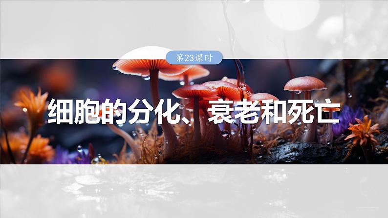 2025年高考生物一轮复习课件（新人教版） 第4单元　第23课时　细胞的分化、衰老和死亡第1页