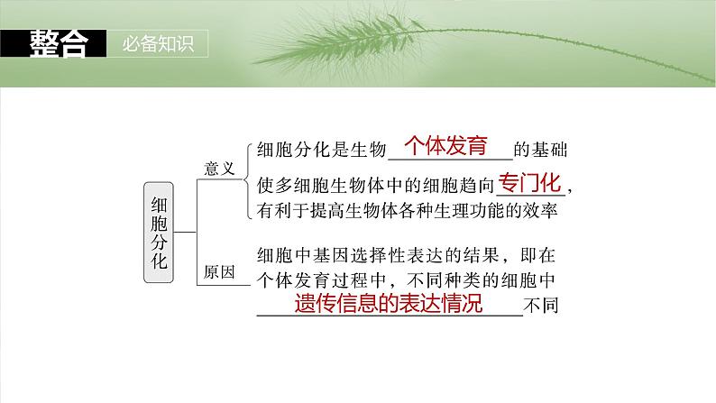 2025年高考生物一轮复习课件（新人教版） 第4单元　第23课时　细胞的分化、衰老和死亡第6页