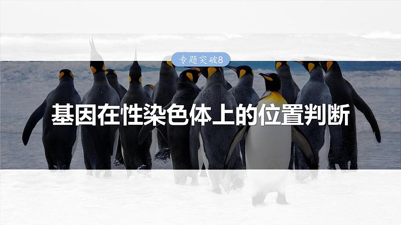 2025年高考生物一轮复习课件（新人教版） 第5单元　专题突破8　基因在性染色体上的位置判断第1页