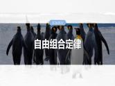 2025年高考生物一轮复习课件（新人教版） 第5单元　第26课时　自由组合定律