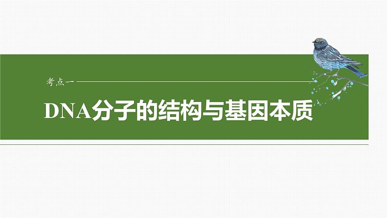 2025年高考生物一轮复习课件（新人教版） 第6单元　第30课时　DNA的结构与复制第4页