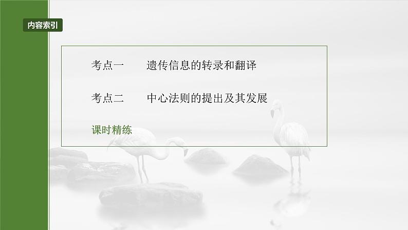 2025年高考生物一轮复习课件（新人教版） 第6单元　第31课时　基因的表达第3页