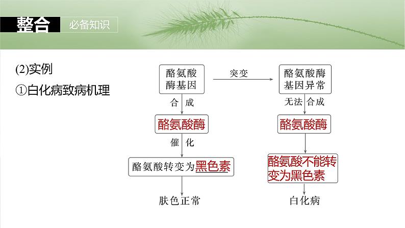 2025年高考生物一轮复习课件（新人教版） 第6单元　第32课时　基因表达与性状的关系第6页