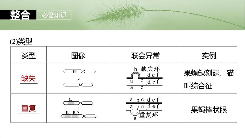 2025年高考生物一轮复习课件（新人教版） 第7单元　第34课时　染色体变异第6页