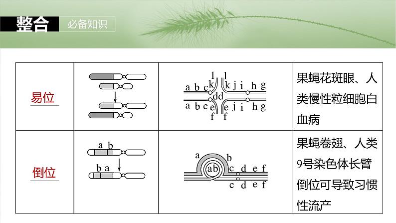 2025年高考生物一轮复习课件（新人教版） 第7单元　第34课时　染色体变异第7页