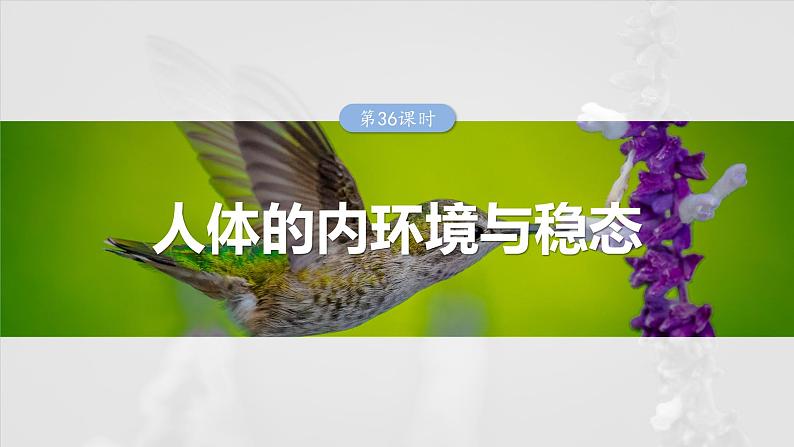 2025年高考生物一轮复习课件（新人教版） 第8单元　第36课时　人体的内环境与稳态第1页