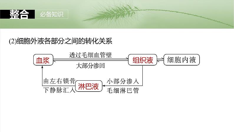 2025年高考生物一轮复习课件（新人教版） 第8单元　第36课时　人体的内环境与稳态第6页