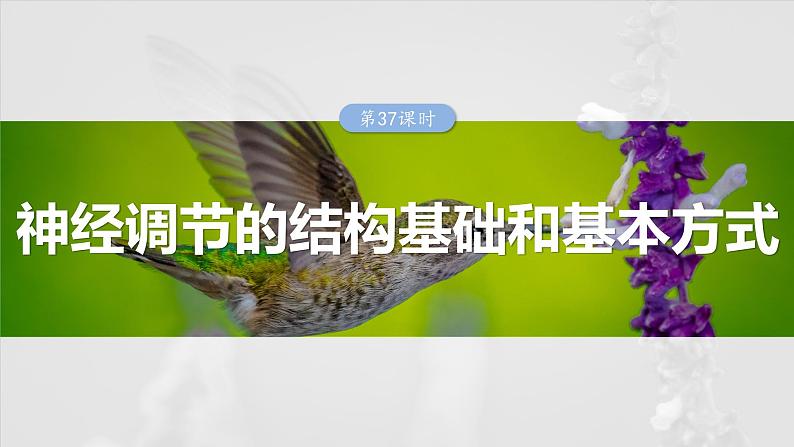 2025年高考生物一轮复习课件（新人教版） 第8单元　第37课时　神经调节的结构基础和基本方式第1页