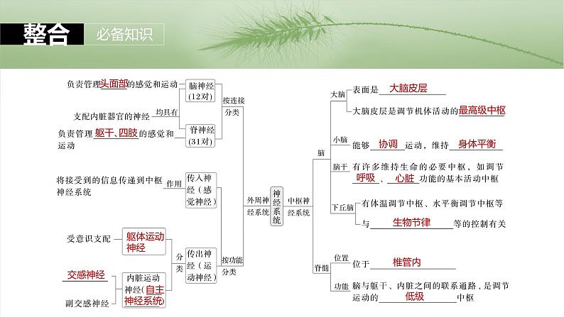 2025年高考生物一轮复习课件（新人教版） 第8单元　第37课时　神经调节的结构基础和基本方式第6页