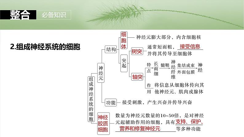 2025年高考生物一轮复习课件（新人教版） 第8单元　第37课时　神经调节的结构基础和基本方式第8页