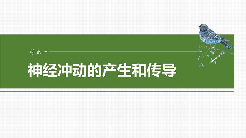 2025年高考生物一轮复习课件（新人教版） 第8单元　第38课时　神经冲动的产生和传导第4页