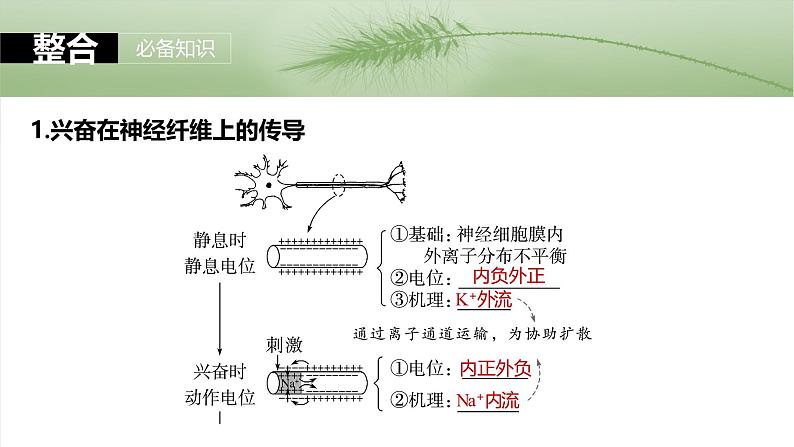 2025年高考生物一轮复习课件（新人教版） 第8单元　第38课时　神经冲动的产生和传导第5页