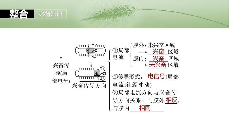 2025年高考生物一轮复习课件（新人教版） 第8单元　第38课时　神经冲动的产生和传导第6页