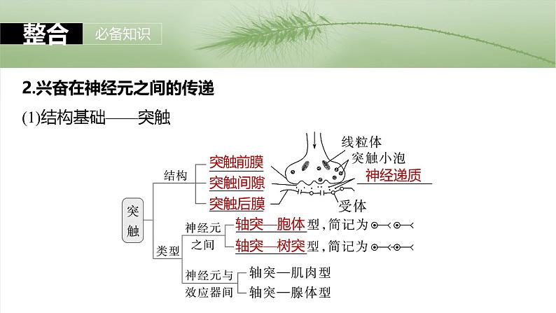 2025年高考生物一轮复习课件（新人教版） 第8单元　第38课时　神经冲动的产生和传导第8页