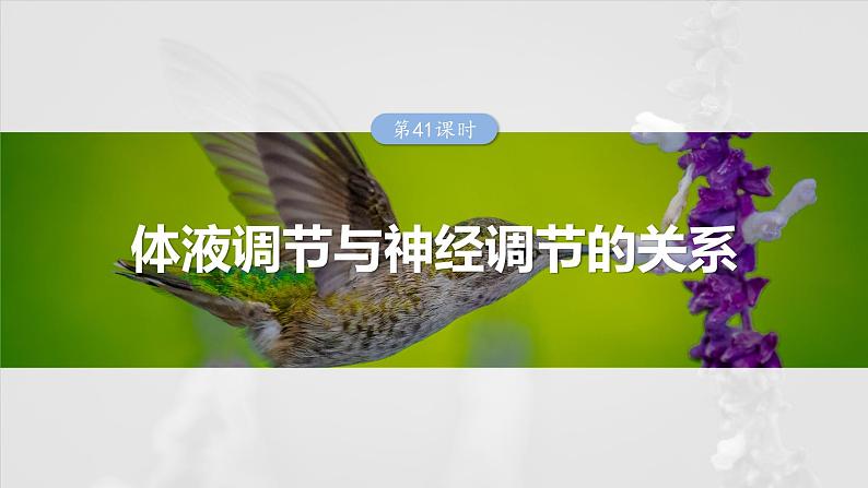 2025年高考生物一轮复习课件（新人教版） 第8单元　第41课时　体液调节与神经调节的关系第1页