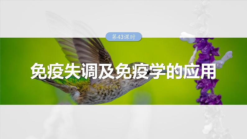 2025年高考生物一轮复习课件（新人教版） 第8单元　第43课时　免疫失调及免疫学的应用01