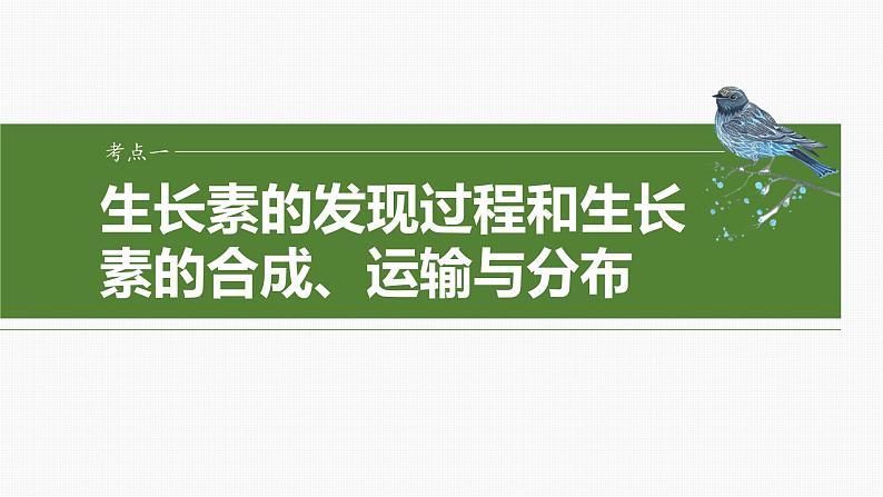 2025年高考生物一轮复习课件（新人教版） 第8单元　第44课时　植物生长素04