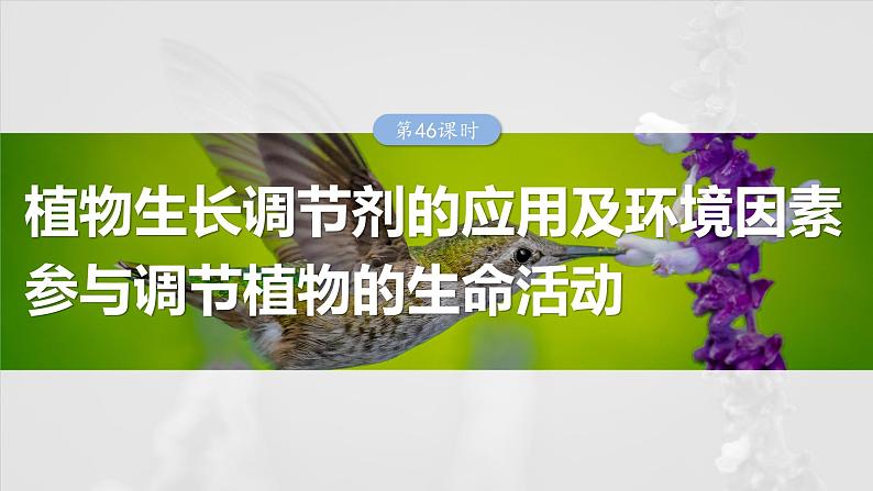 2025年高考生物一轮复习课件（新人教版） 第8单元　第46课时　植物生长调节剂的应用及环境因素参与调节植物的生命活动01