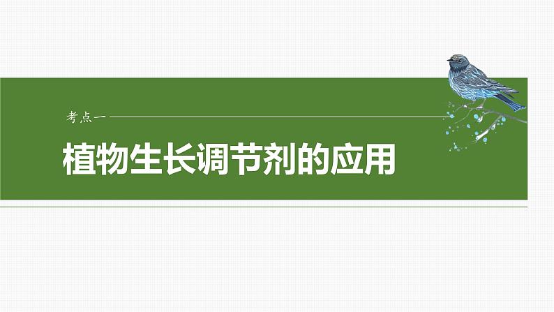 2025年高考生物一轮复习课件（新人教版） 第8单元　第46课时　植物生长调节剂的应用及环境因素参与调节植物的生命活动04