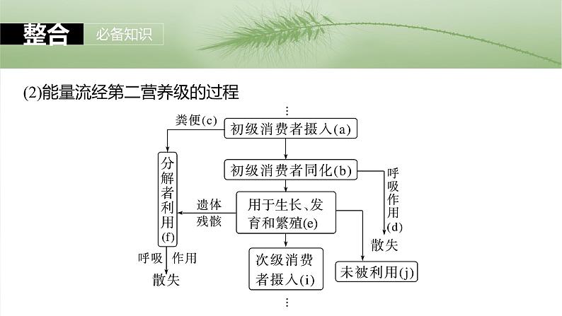 2025年高考生物一轮复习课件（新人教版） 第9单元　第52课时　生态系统的能量流动07