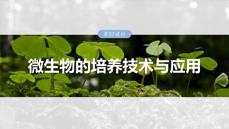 2025年高考生物一轮复习课件（新人教版） 第10单元　第57课时　微生物的培养技术与应用01