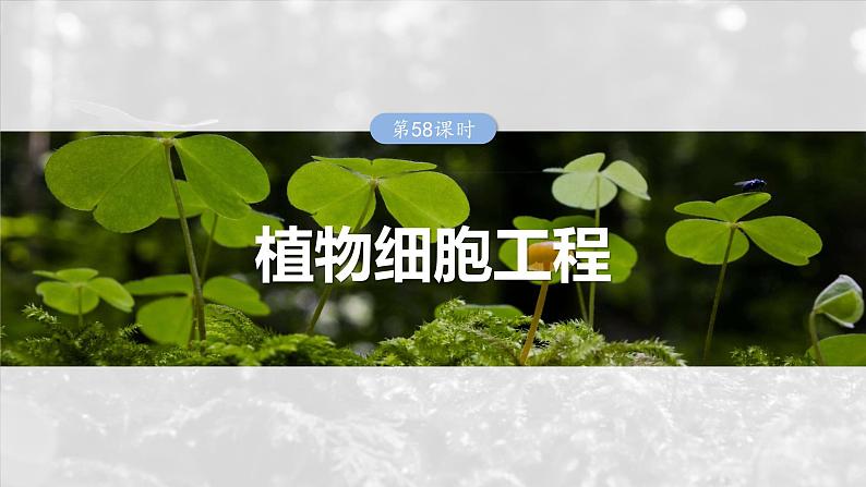 2025年高考生物一轮复习课件（新人教版） 第10单元　第58课时　植物细胞工程第1页