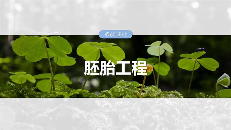 2025年高考生物一轮复习课件（新人教版） 第10单元　第60课时　胚胎工程第1页