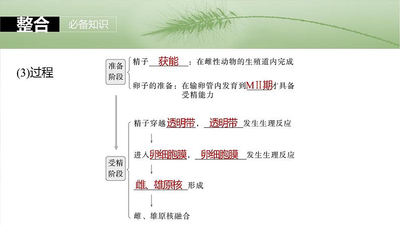 2025年高考生物一轮复习课件（新人教版） 第10单元　第60课时　胚胎工程第7页