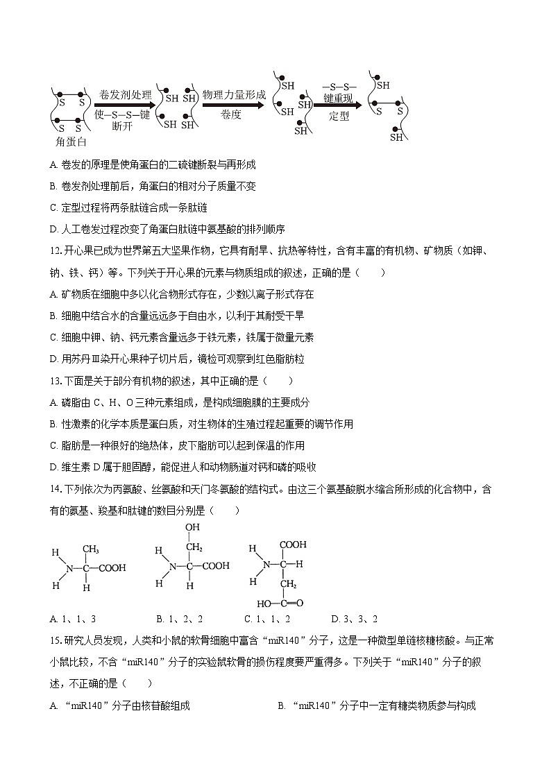 2024-2025学年福建省泉州市南安市侨光中学高一（上）月考生物学试卷（10月份）（含答案）第3页