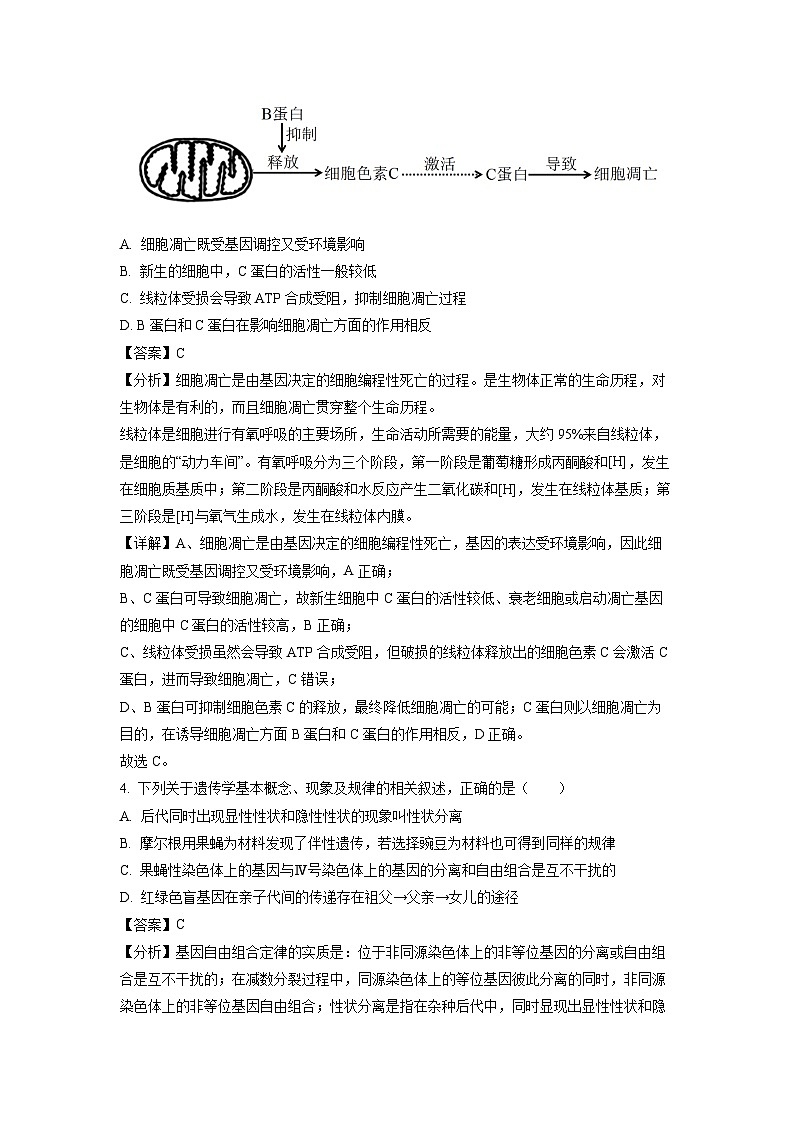山东省济宁市泗水县2023-2024学年高一下学期期中考试生物试卷(解析版)第3页