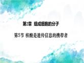 2.5核酸是遗传信息的携带者课件-2024-2025学年高一上学期生物人教版必修1
