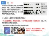 2.5核酸是遗传信息的携带者课件-2024-2025学年高一上学期生物人教版必修1