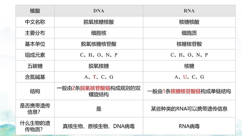 2.5核酸是遗传信息的携带者课件-2024-2025学年高一上学期生物人教版必修1第3页