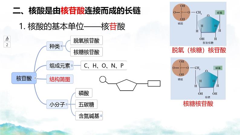 2.5核酸是遗传信息的携带者课件-2024-2025学年高一上学期生物人教版必修1第5页