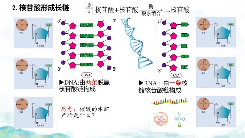 2.5核酸是遗传信息的携带者课件-2024-2025学年高一上学期生物人教版必修1第7页