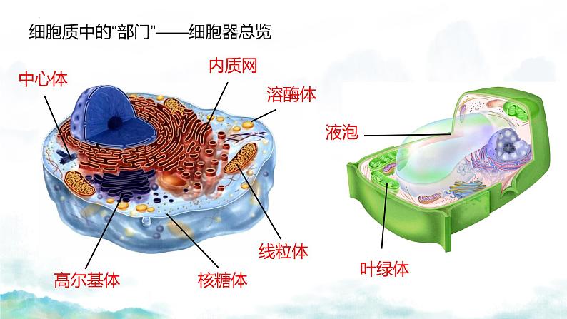 3.2细胞器之间的分工合作-2024-2025学年高一生物同步教学实用课件（人教版2019必修1）第4页