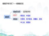 3.2细胞器之间的分工合作-2024-2025学年高一生物同步教学实用课件（人教版2019必修1）