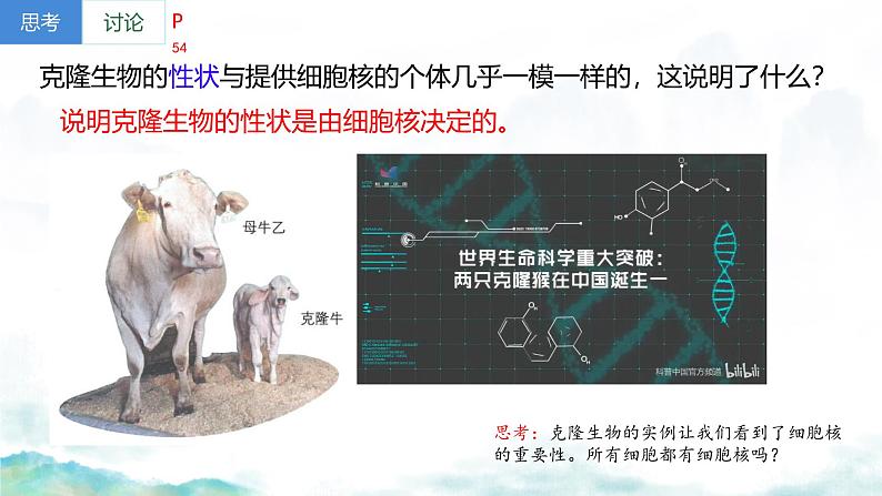 3.3 细胞核的结构和功能-2024-2025学年高一生物同步教学实用课件（人教版2019必修1）第2页