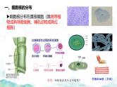 3.3 细胞核的结构和功能-2024-2025学年高一生物同步教学实用课件（人教版2019必修1）