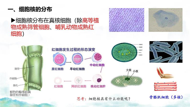 3.3 细胞核的结构和功能-2024-2025学年高一生物同步教学实用课件（人教版2019必修1）第3页