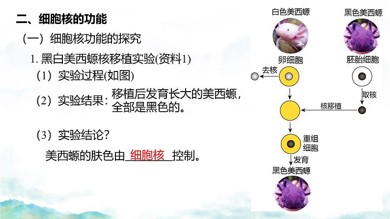 3.3 细胞核的结构和功能-2024-2025学年高一生物同步教学实用课件（人教版2019必修1）第4页