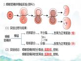 3.3 细胞核的结构和功能-2024-2025学年高一生物同步教学实用课件（人教版2019必修1）
