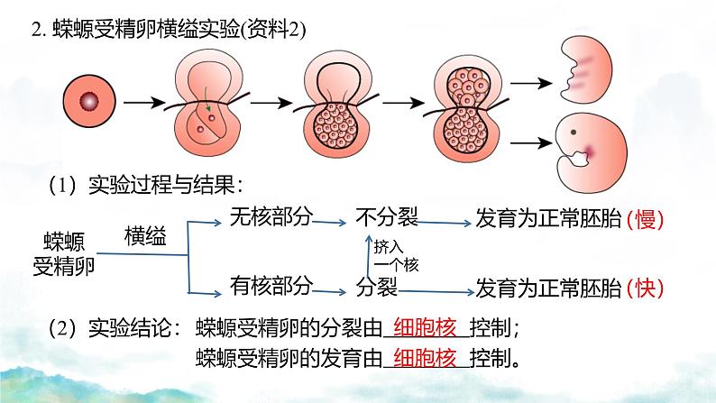 3.3 细胞核的结构和功能-2024-2025学年高一生物同步教学实用课件（人教版2019必修1）第5页